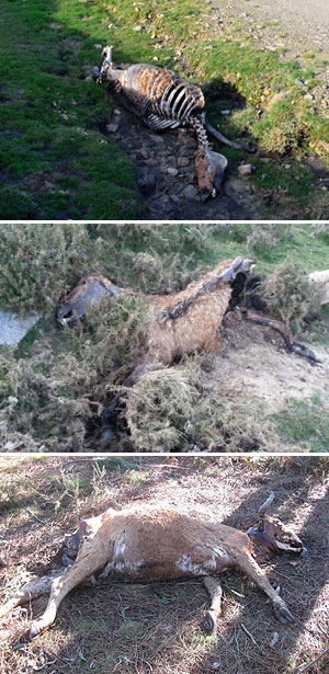 Mortalidad de caballos y vacas en los montes gallegos