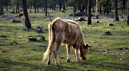 Mortalidad de caballos y vacas en los montes gallegos