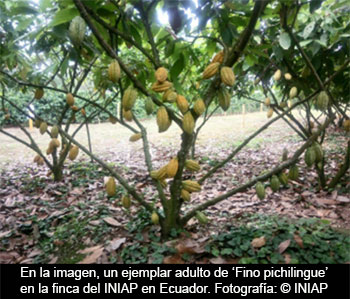Ecuador dona al Real Jardín Botánico-CSIC la primera planta de cacao de la variedad nacional 'fino aroma'
