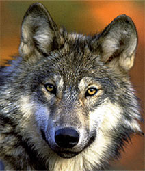 Consideracins sobre o plano de Xestin do Lobo en Galiza