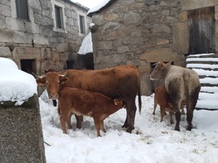 De vacas e de bicos (Conto de Nadal)