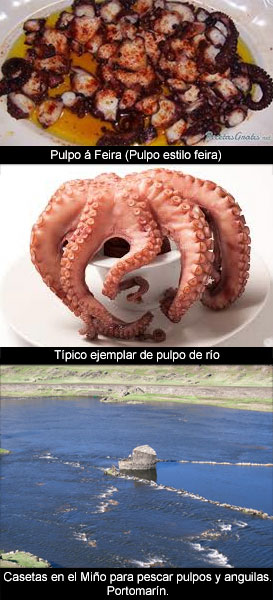 Pulpo de río (Octopus potamodromus)