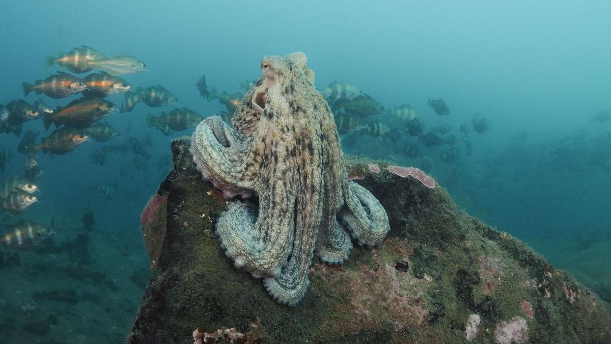 Foto de nota destacada (cine-submarino-uvigo.jpg)