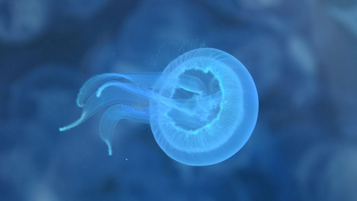 Foto de nota destacada (medusa-larva-uvigo.jpg)