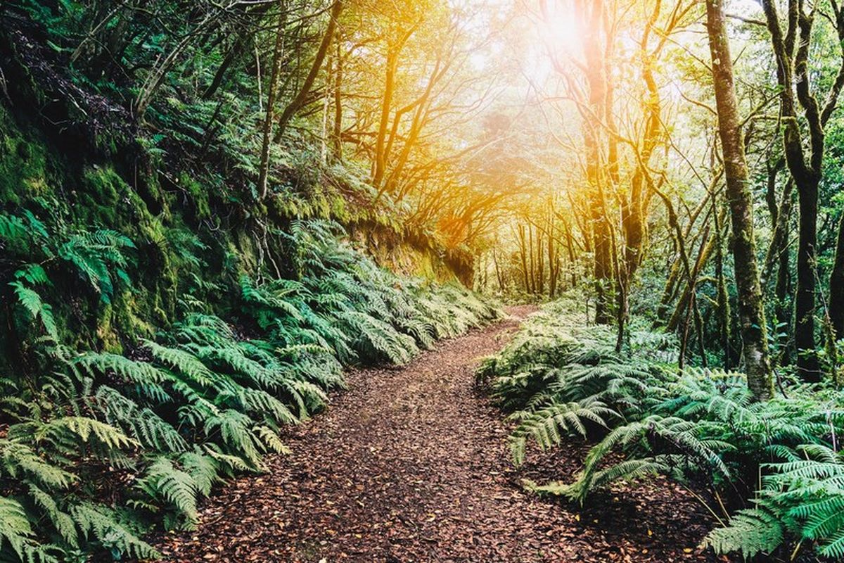 Foto de la tercera plana (bosque_2.jpg)