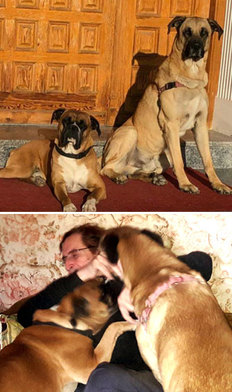 Los perros y el amor