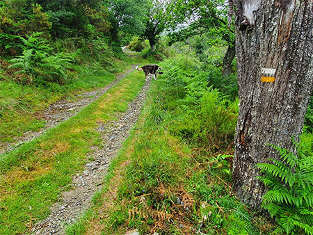 Retazos de un sendero verde