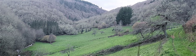 Líquenes en el bosque autóctono de la Ruta del Donsal