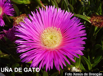 Uña de gato
