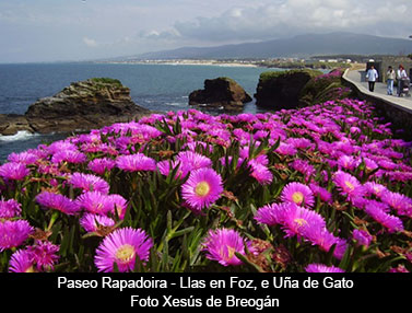 Uña de gato