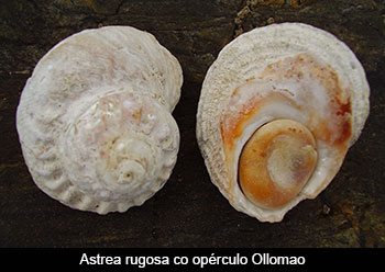 O Ollomao