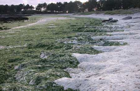 Pontevedra, la verde mar