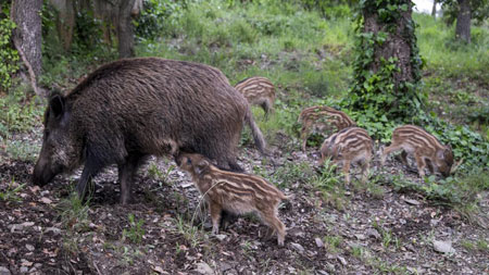 Pingas de Orballo: Fauna nocturna