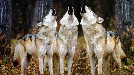 Pingas de Orballo: Bailando con Lobos