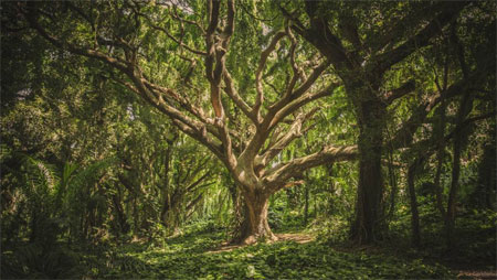 Pingas de Orballo: O Bosque / A pataca verde