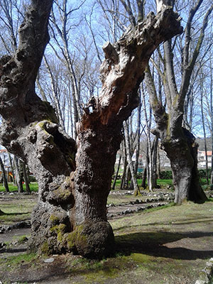 Pingas de Orballo