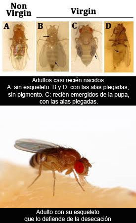 Drosophila, el significado de un nombre