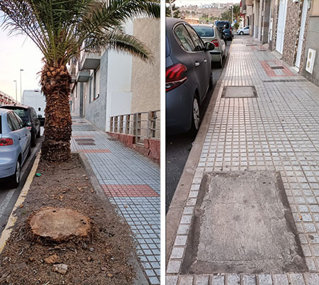 Telde y sus árboles. El ecocidio de una ciudad.