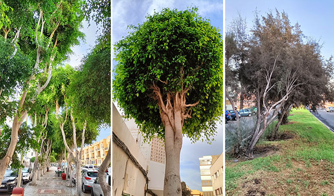 Telde y su rambla costera: La belleza de un paisaje arbolado