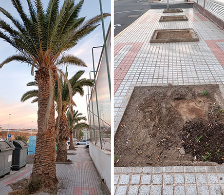 Telde y su rambla costera: La belleza de un paisaje arbolado