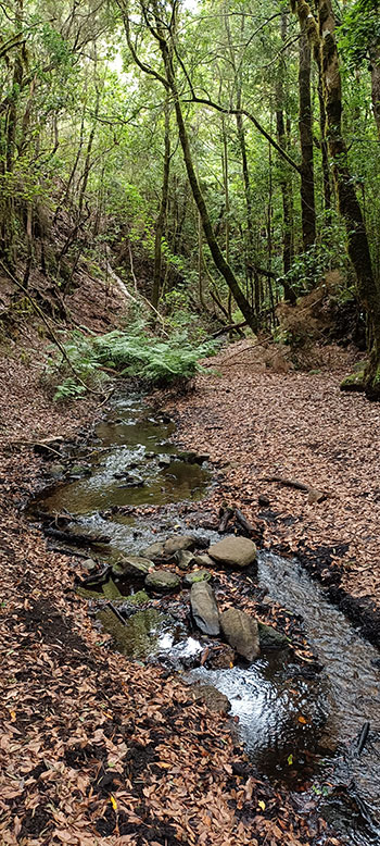 Garajonay, el bosque que ordeña nubes