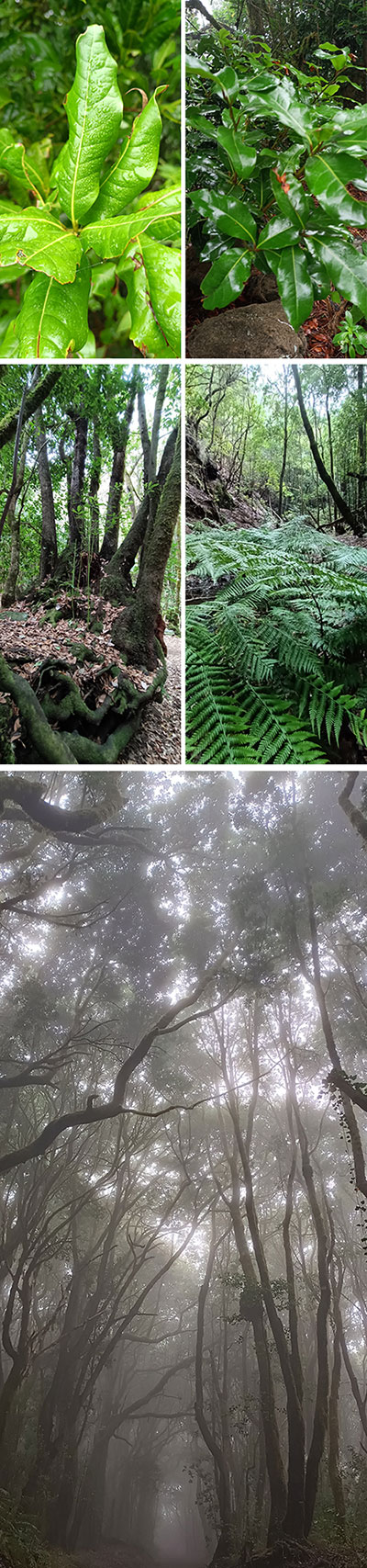 Garajonay, el bosque que ordeña nubes