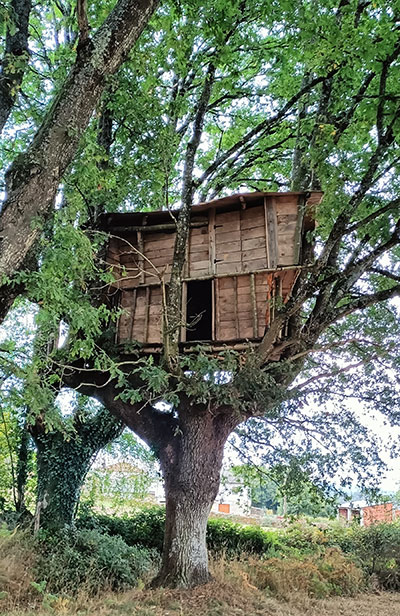 Mi vida en un árbol