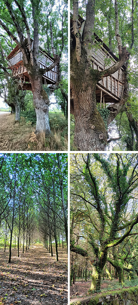 Mi vida en un árbol