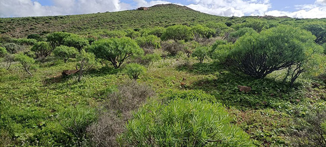 Un paraíso verde en cuatro puertas