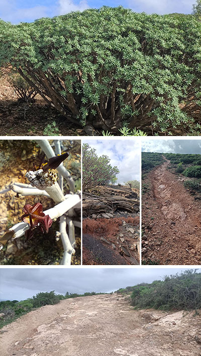 Un paraíso verde en cuatro puertas