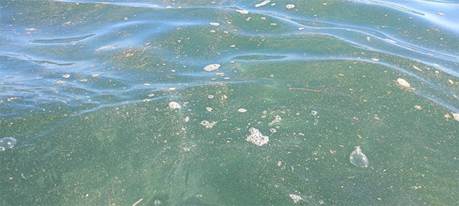 Fin de la concesin acucola