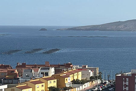 Gobierno de Canarias ¿esbirro del capital? 