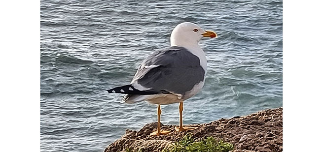 ¿Evidencias de la supraconciencia, señales divinas, sugestión colectiva o singular casualidad?