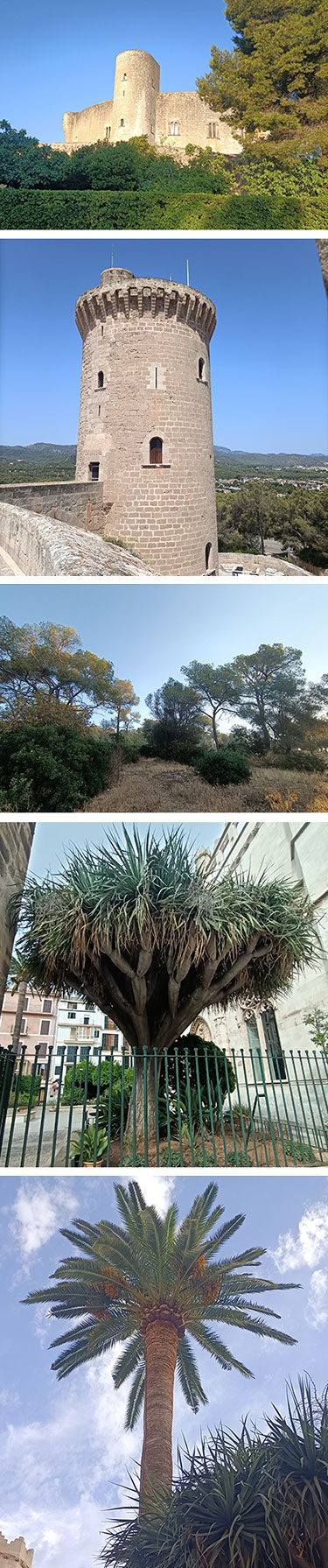 Palma, el bosque y el castell de Bellver
