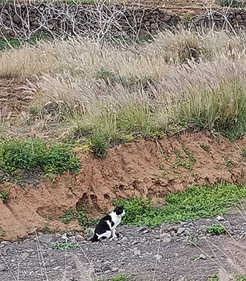 El Barranco de Silva y los Ailurófilos