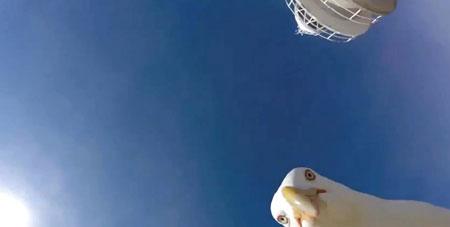 La gaviota ladrona de imágenes