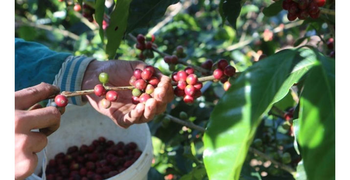 Ecuador desde los sentidos: turismo sostenible con aroma de caf 