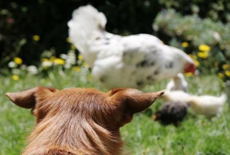 El gallego y el 'amor' por los animales