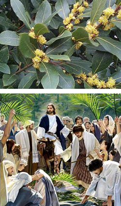 Señor, esta Semana Santa vou contigo, así sexa ao Monte Calvario! (1)