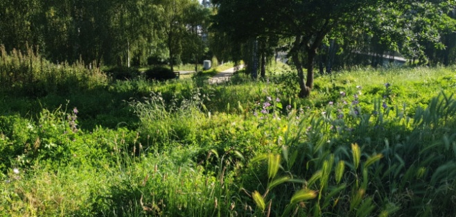 El Parque del Mio convertido en una selva