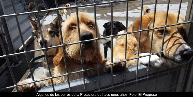 La Protectora en un viejo matadero?