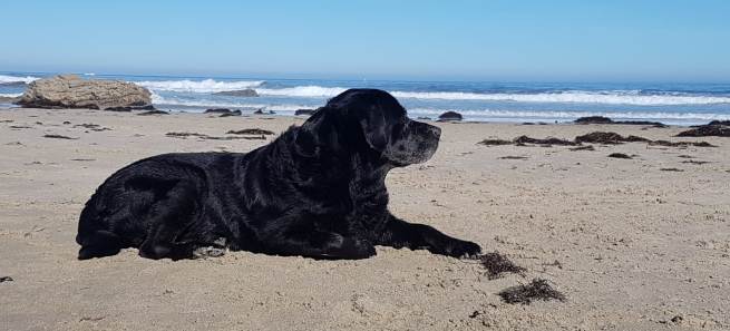 Las playas 'para perros'