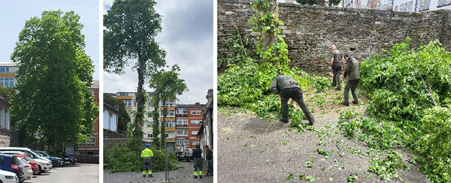 La Xunta paraliza el 'arboricidio' de la obra de la Diputacin y el Ayuntamiento