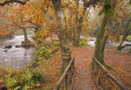 Un millón de castaños para Galicia