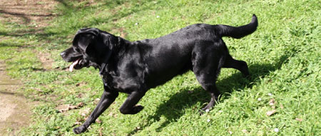 Quedada canina en Lugo este domingo