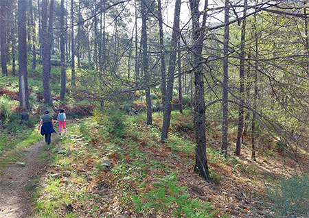 Compañeros del Camino 