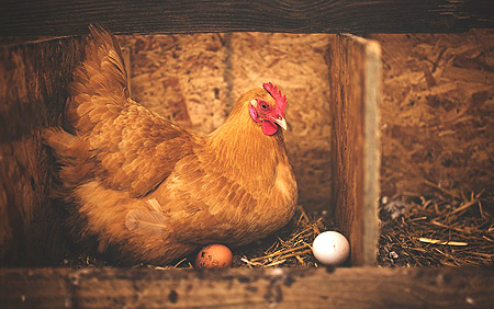 Huevos al por mayor con garanta de calidad