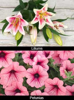 5 flores preciosas para decorar tu hogar