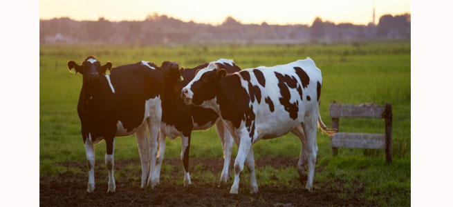 Recomendaciones fundamentales para una granja bovina gallega ejemplar