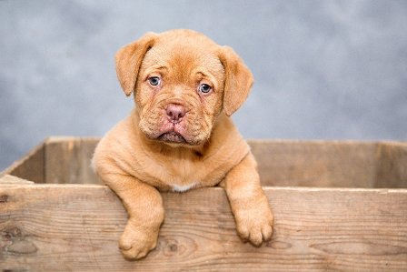 Lo que debemos saber para curar las heridas de nuestras mascotas